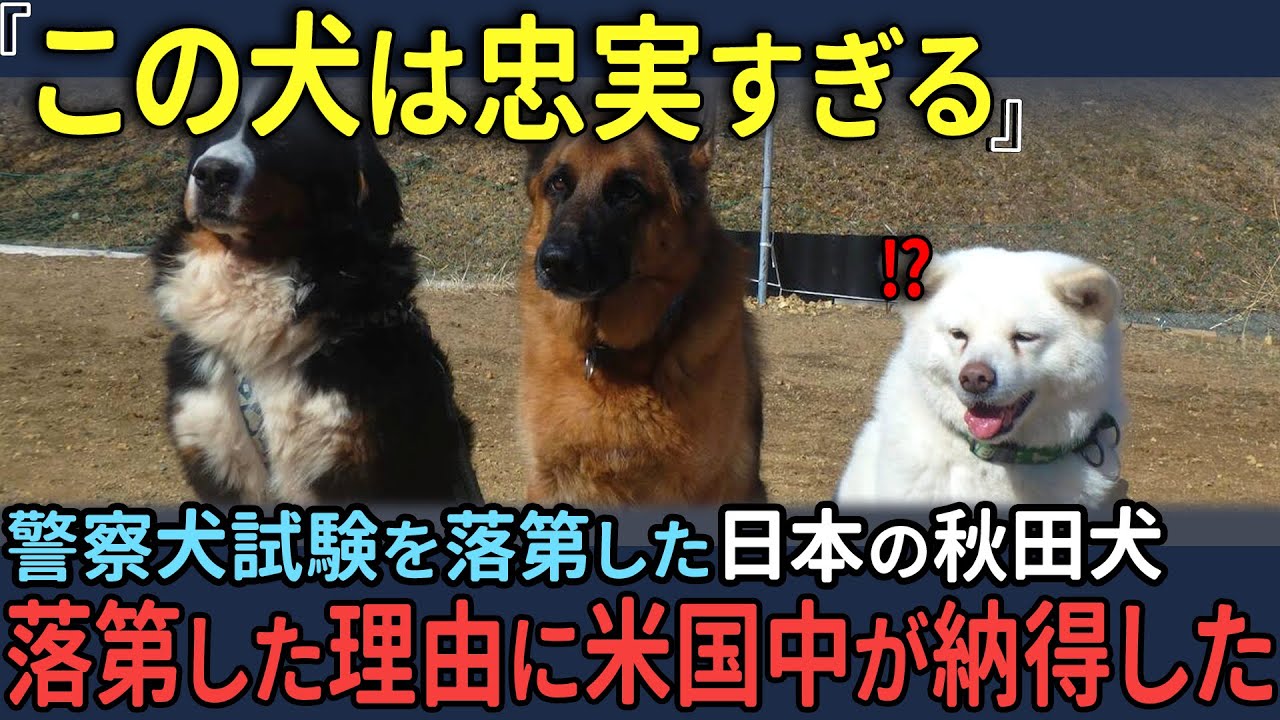 「日本の犬は優秀すぎる」日本の秋田犬が優秀過ぎてニューヨークの警察試験に落ちた理由【海外の反応】