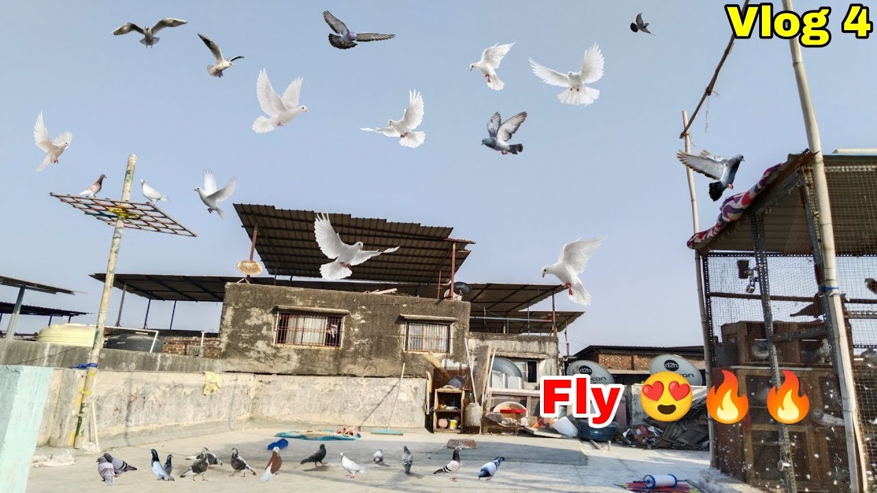 पहेली बार इतने ज्यादा कबूतर उड़े😍🕊️ || बोहोत प्यारे लग रहे है || #kabutar #vlog #villageincity