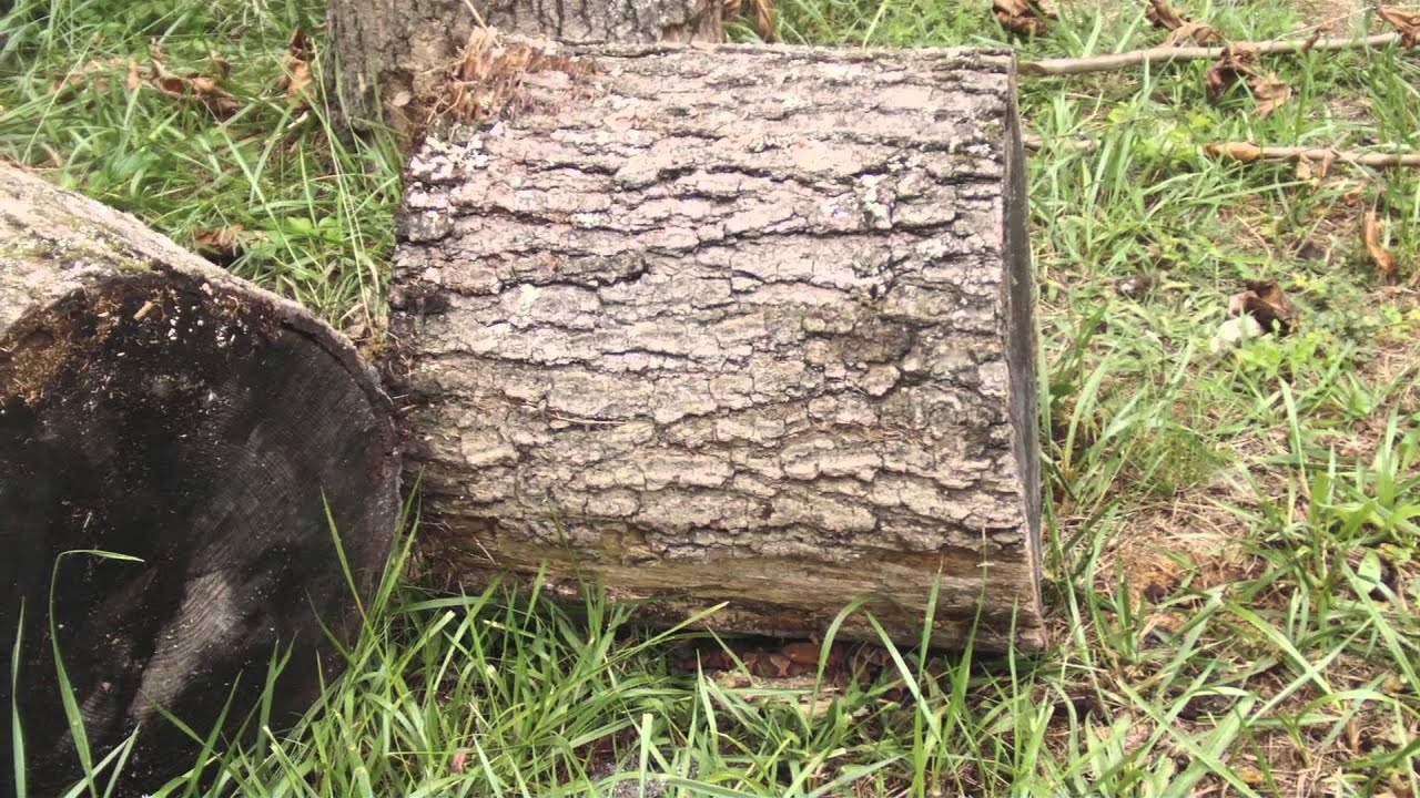 Copperhead Den