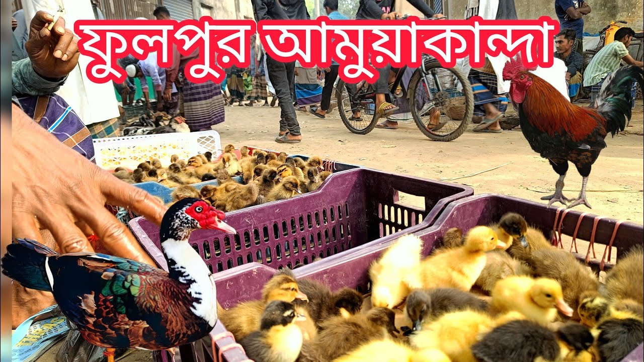 রাজহাঁসের বাচ্চা দেশি হাঁস ও মুরগি বাজার ফুলপুর আমুয়াকান্দা। real duck market price 