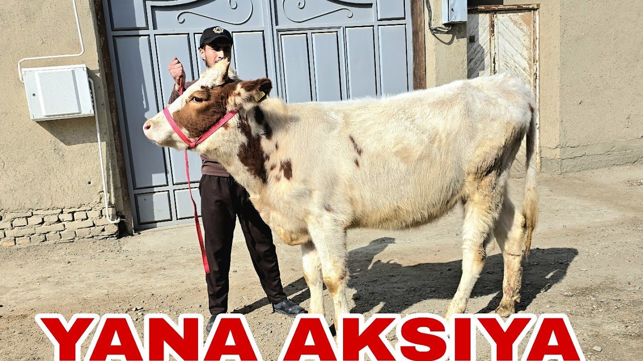 Shaxzodbekdan yangi partiya yana aksiyada yosh g'unojinlar va bo'g'oz g'unojinlar 23 февраля 2026 г.
