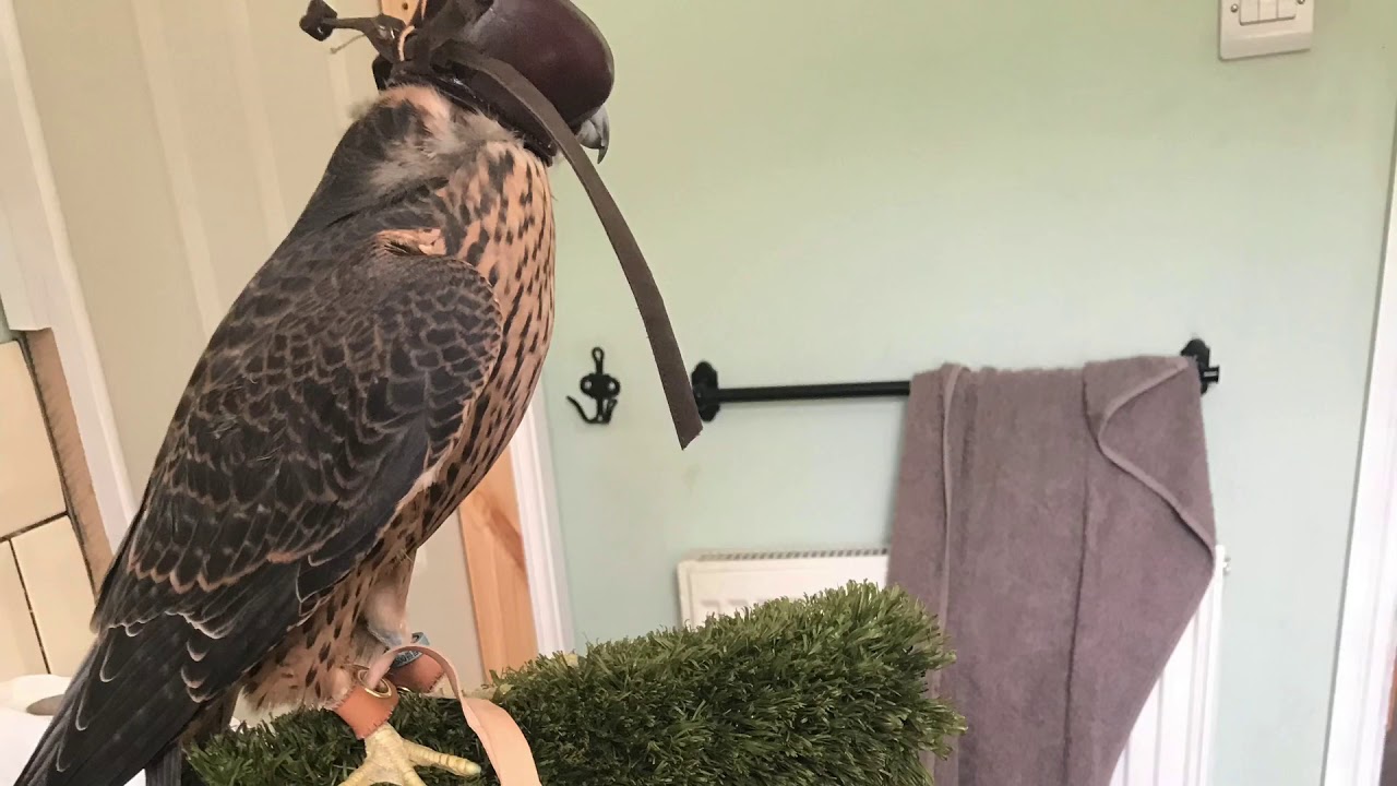 Peregrine falcon training clips