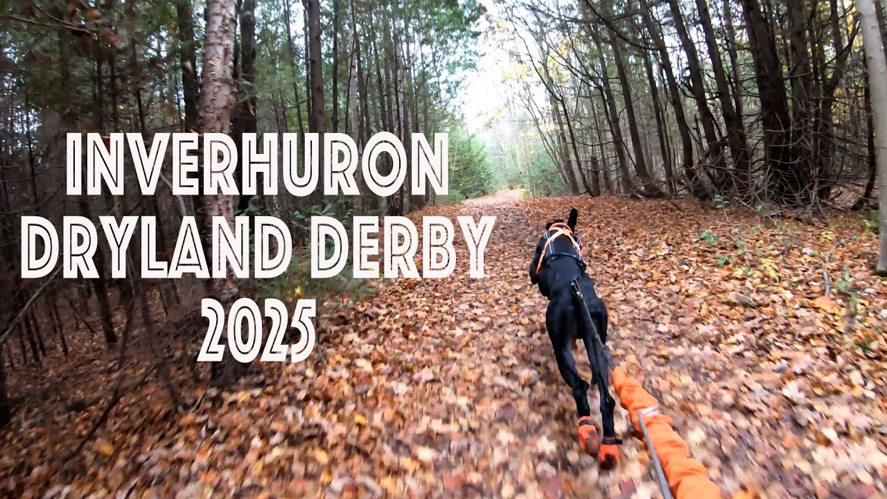 Race Video - Inverhuron Dryland Derby 2025 - Bikejoring Ragnar