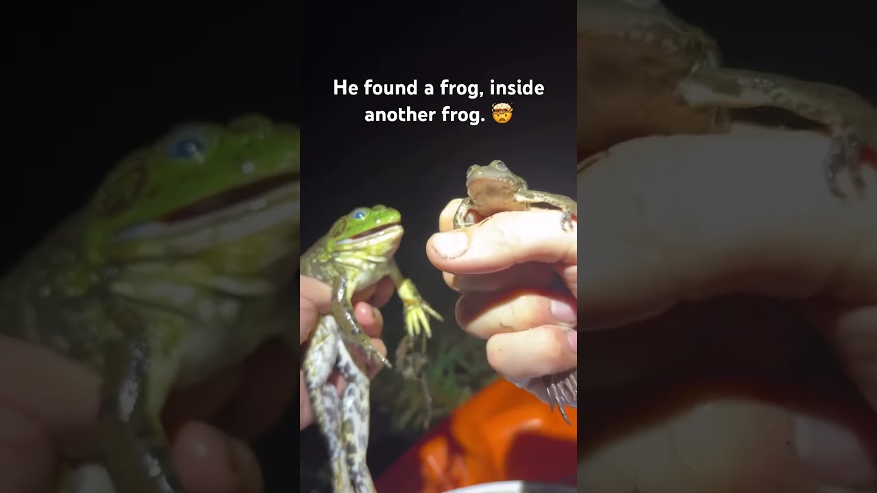 Wildest &ldquo;unboxing&rdquo; 🤯 from (JustABitFarther), hehelps with invasive Bullfrog control efforts.