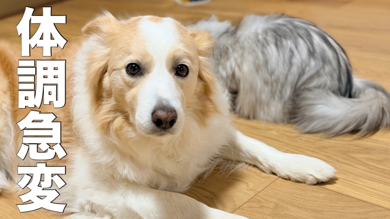 爪切りから逃れるために自分より小さい兄犬の後ろに隠れてるつもりのボーダーコリー...【ゴールデンレトリバー】