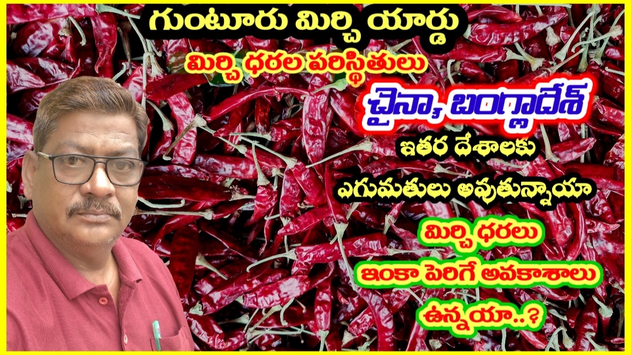 గుంటూరు మార్కెట్ మిర్చి ధరల పరిస్థితులు|చైనా, బంగ్లాదేశ్ కి ఆర్డర్లు వచ్చాయా|మిర్చి ధరలు పెరుగుతాయా