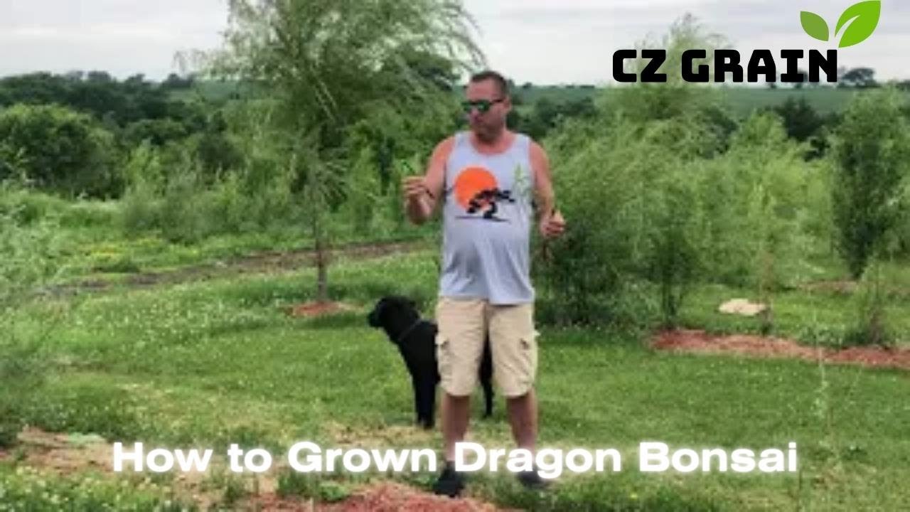CZ Grain How to plant Willow Tree Cuttings Outdoors
