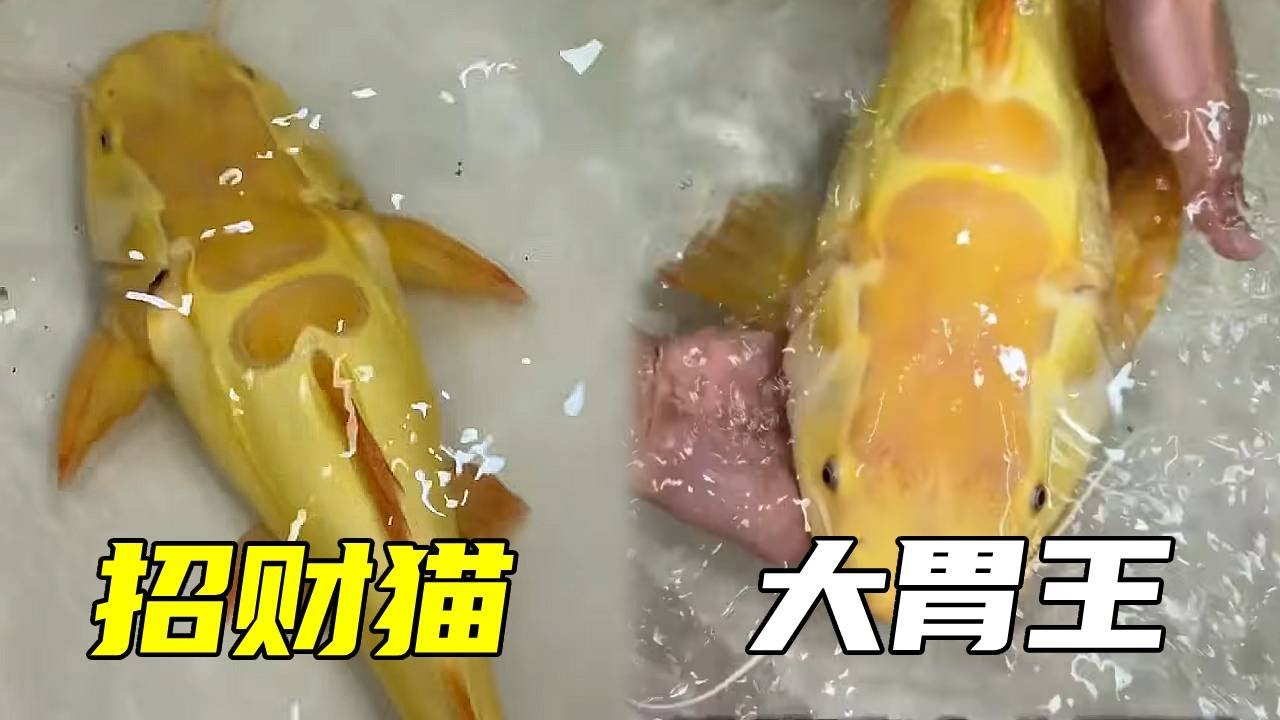 全网最能吃的黄金招财猫！大胃王实锤，干饭名场面来袭～【鲁伟学长】