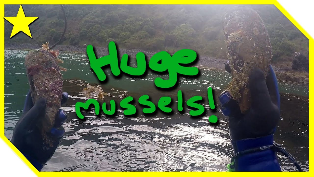 Found ENORMOUS mussels while diving for Paua in Akaroa