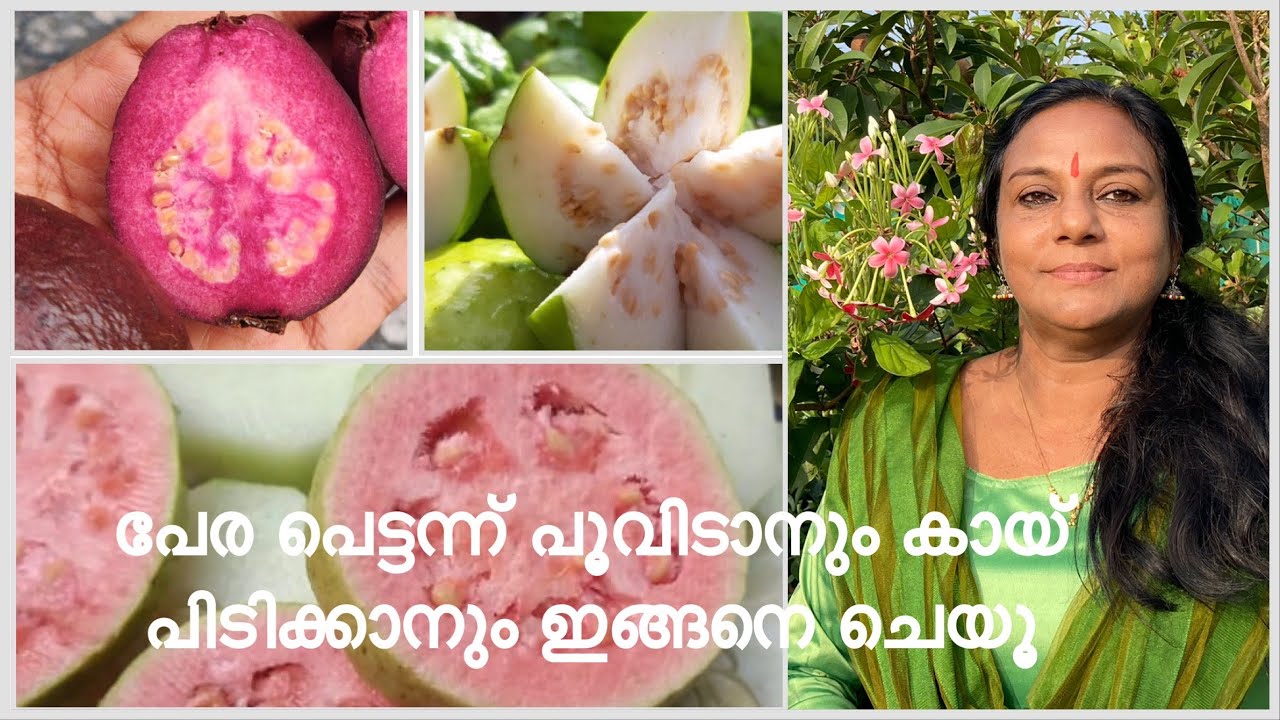 GUAVA ORGANIC | പേര നട്ടിട്ട് ഇനി കാത്തിരിക്കേണ്ട | വേഗം പൂക്കാനും കായ്ക്കാനും ഒരു സൂത്രം ഇതാ |