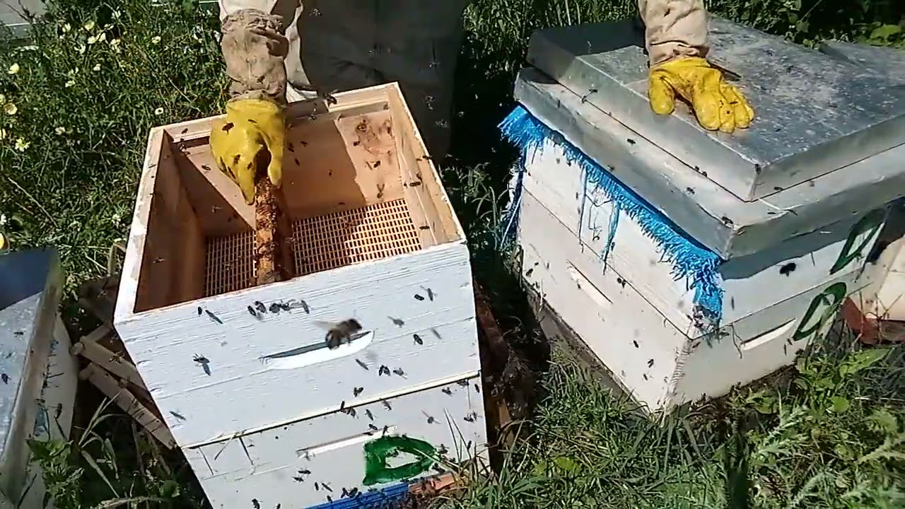 تركيب العاسلة لجني العسل في شهر ماي ،  للمبتدئين في تربية النحل(02/05/21)