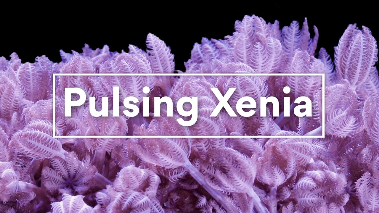 Pulsing Xenia