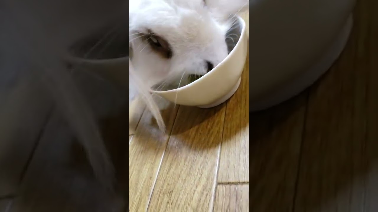シャインマスカットを食べる(20190920)