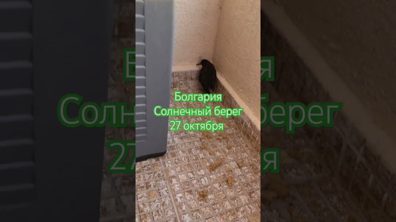 Водяной пастушок