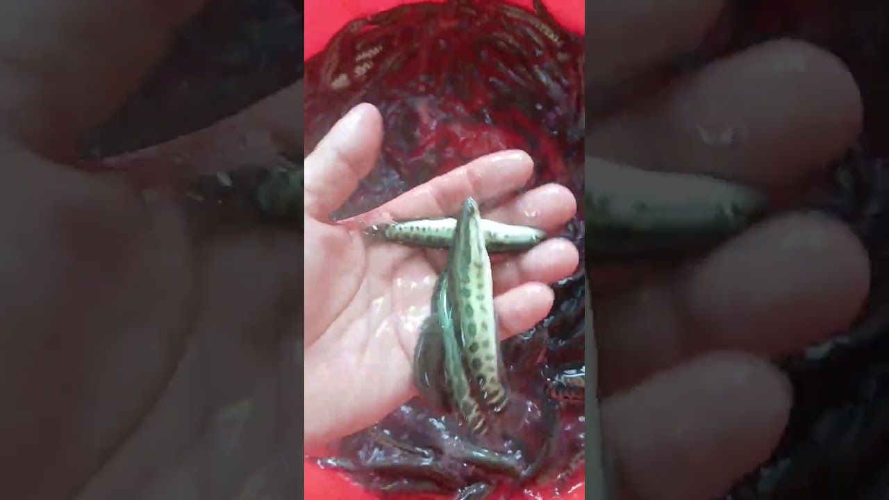 Liên hệ với trang trại 3Dfish 0981259996, 0913513163