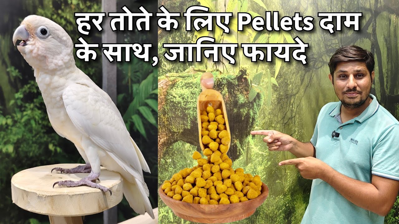 Best Pellets for Parrots | Budgies, Cockatiel, Sun Conure, African Grey Parrot, Amazon, cockatoo