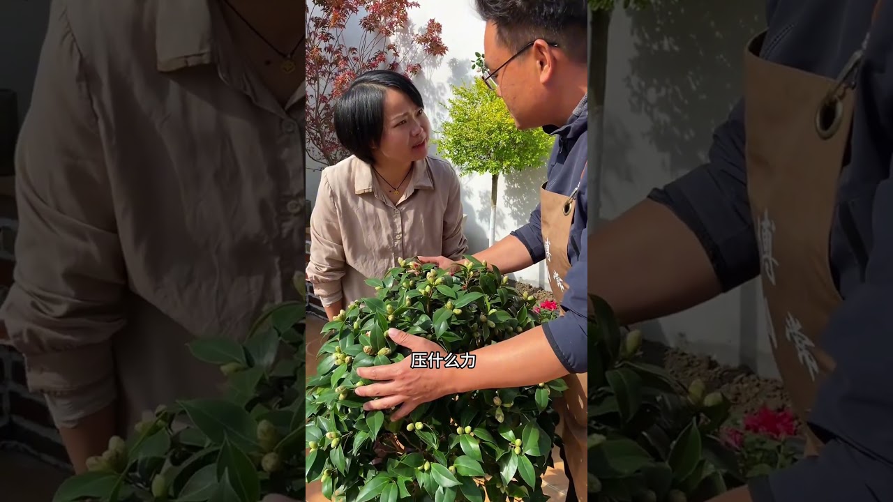 想要茶花开花多，你就学我这样做#爱生活爱养花 #茶花 #养花小知识 #花卉绿植
