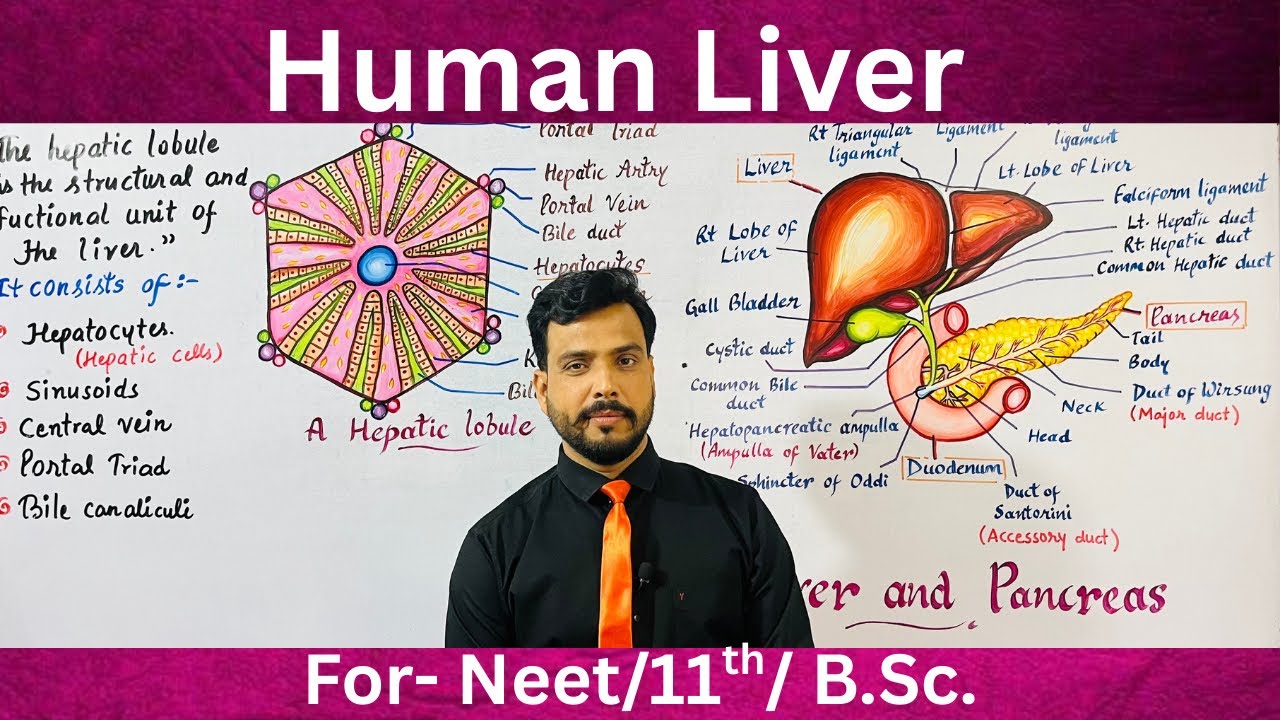 Liver,morphology,anatomy & physiology in Hindi (Lobes,Segments,Kupffer cell, Hepatocytes,Function)