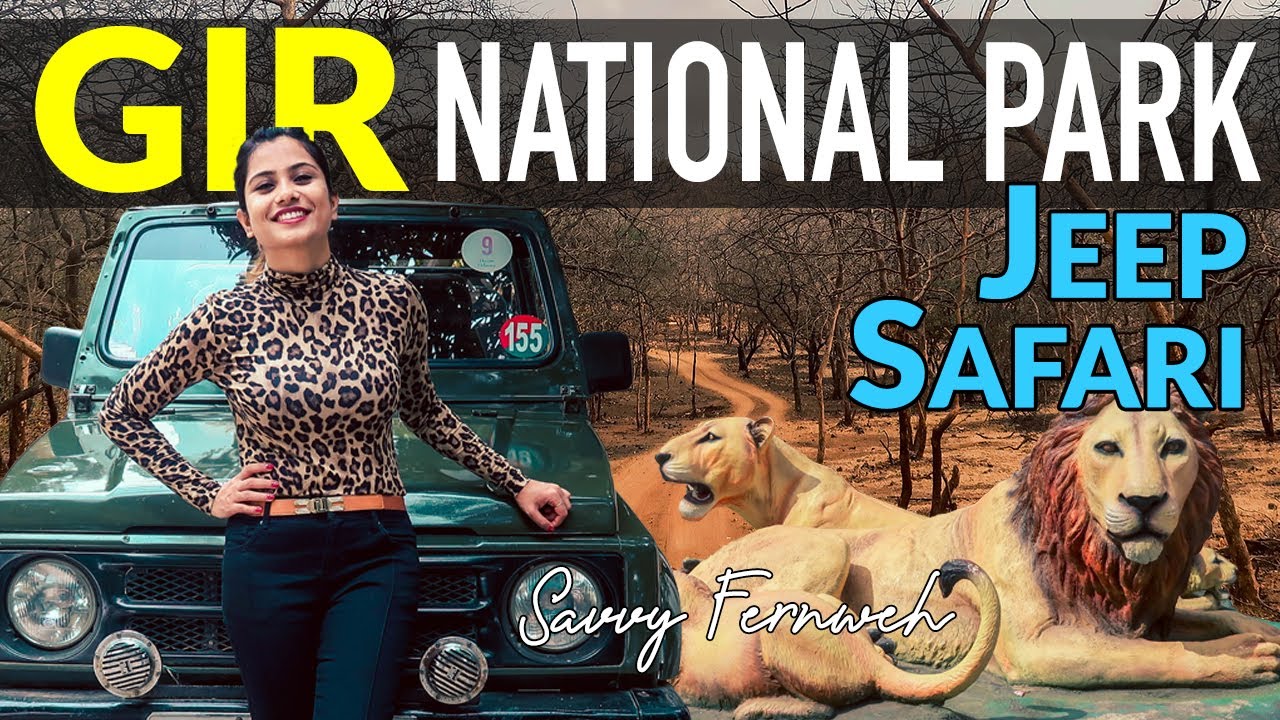 Gir National Park - Sasan Gir | Indian Simba - Asian Lion Spotted - Gir Safari | Savvy Fernweh