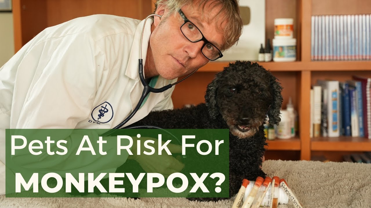 Monkeypox Outbreak: Concern for Dog or Cats?