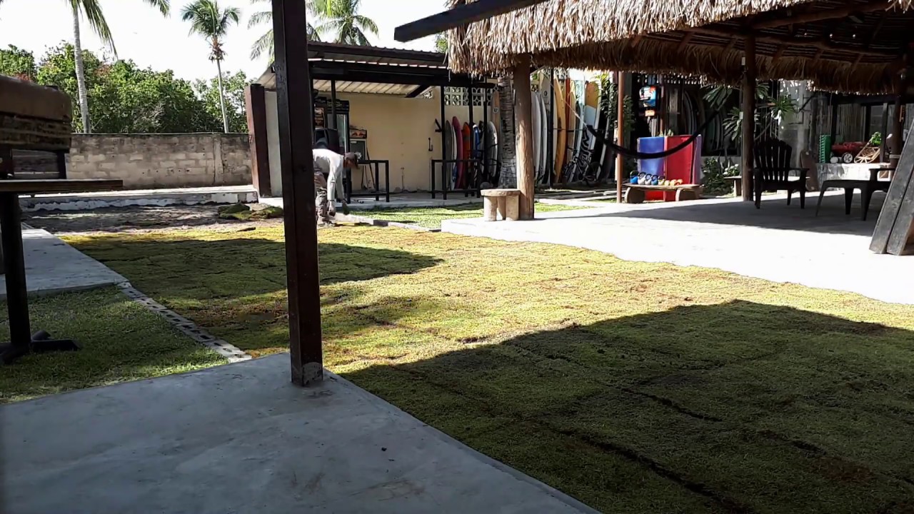 Instalacion de Grama Natural Cesped  - Grama Verde y Plantas