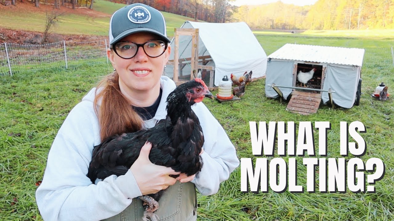 Why Chickens Lose Their Feathers: Molting Explained (2024)