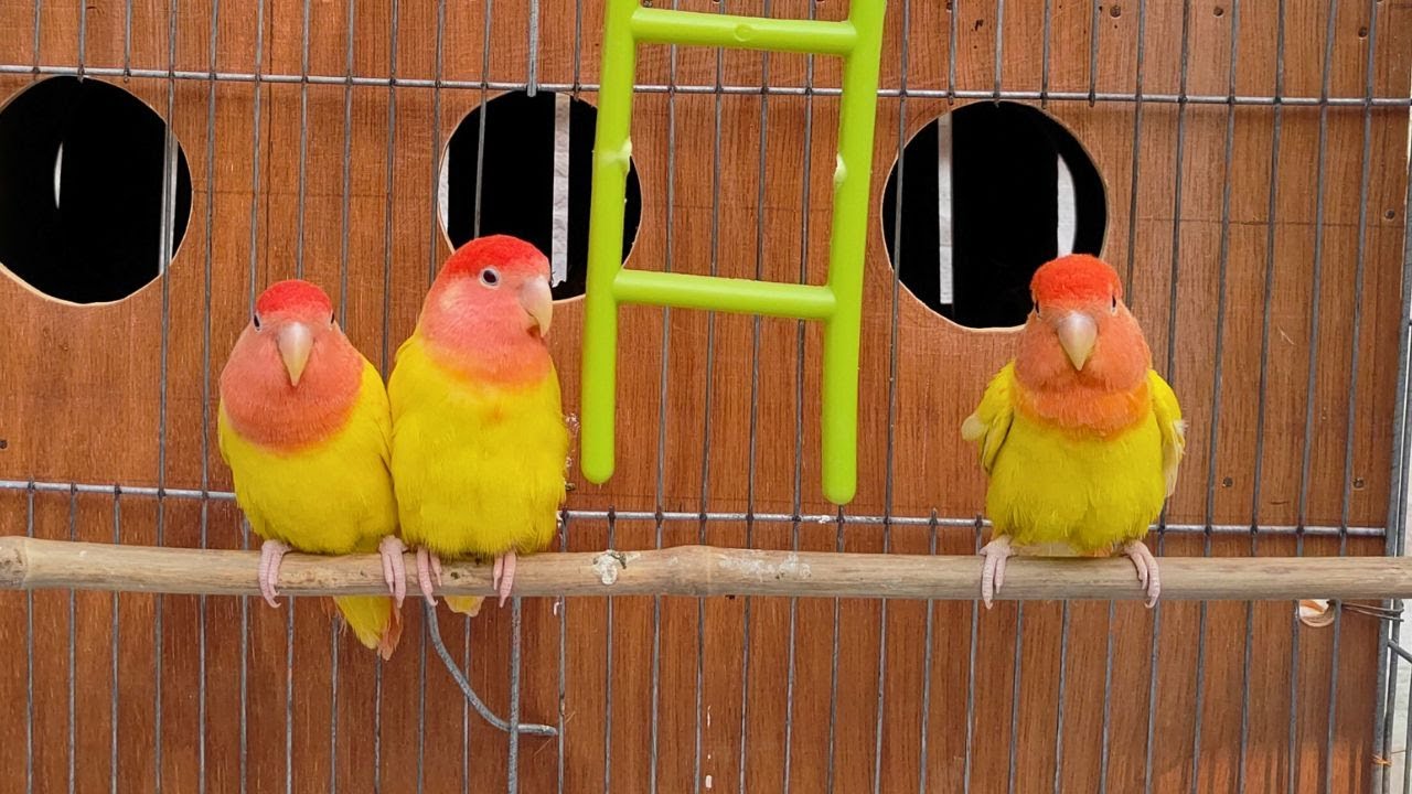 ABSOLUTE BEST Agapornis Lovebirds Sounds You Need to Hear Now