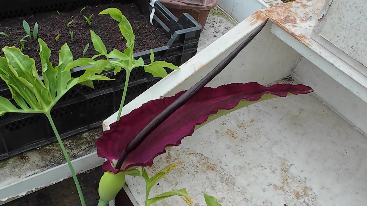 Dracunculus vulgaris (dragon arum) flowering [4K]