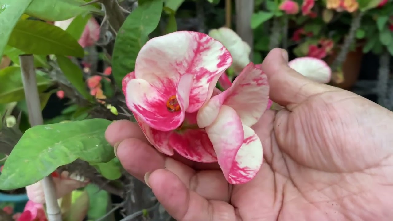 Hola atodos les muestro un desfile de flores hermosas