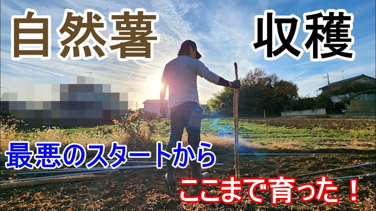 試し掘り５本！【 自然薯 】失敗もあり成功もあり！予想してなかったことも⁉５本掘るのに色々ありました(笑)