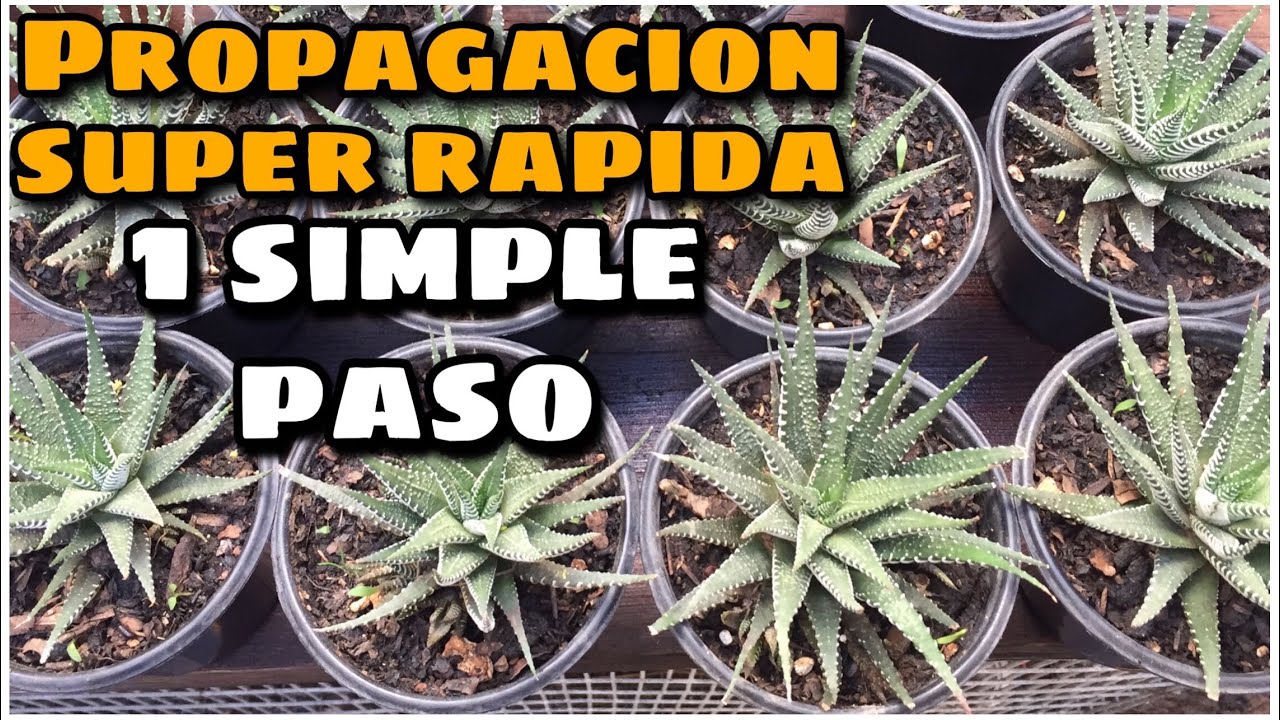 Haworthia Attenuata/método para reproducir rápidamente la planta Cebra!!!