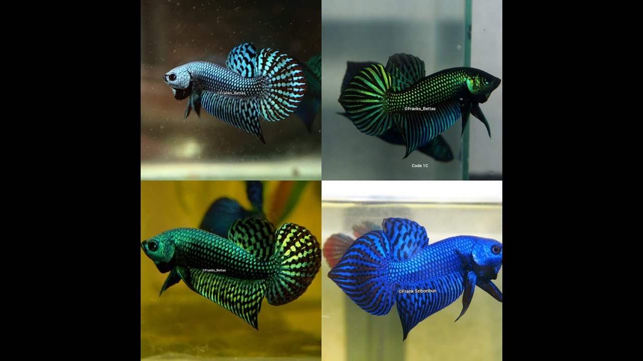The Coolest wild type bettas and hybrids! - FranksBettas