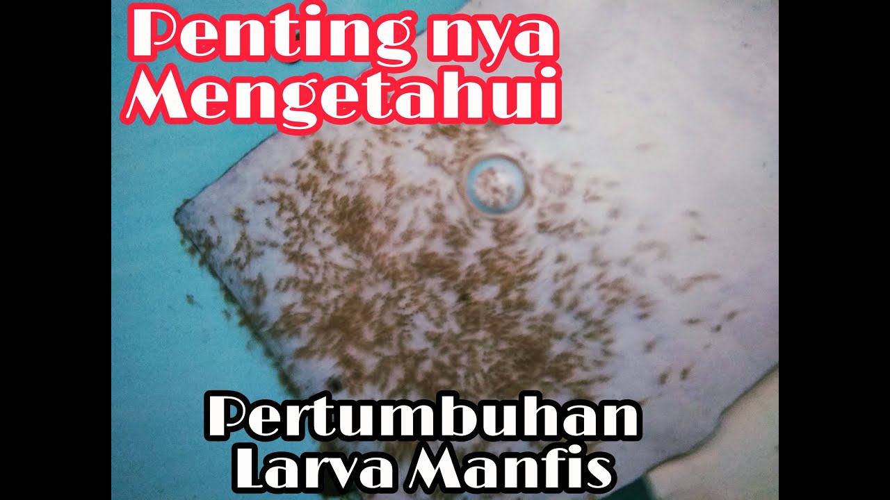 Proses Perkembangan Menetesnya Telur Manfish