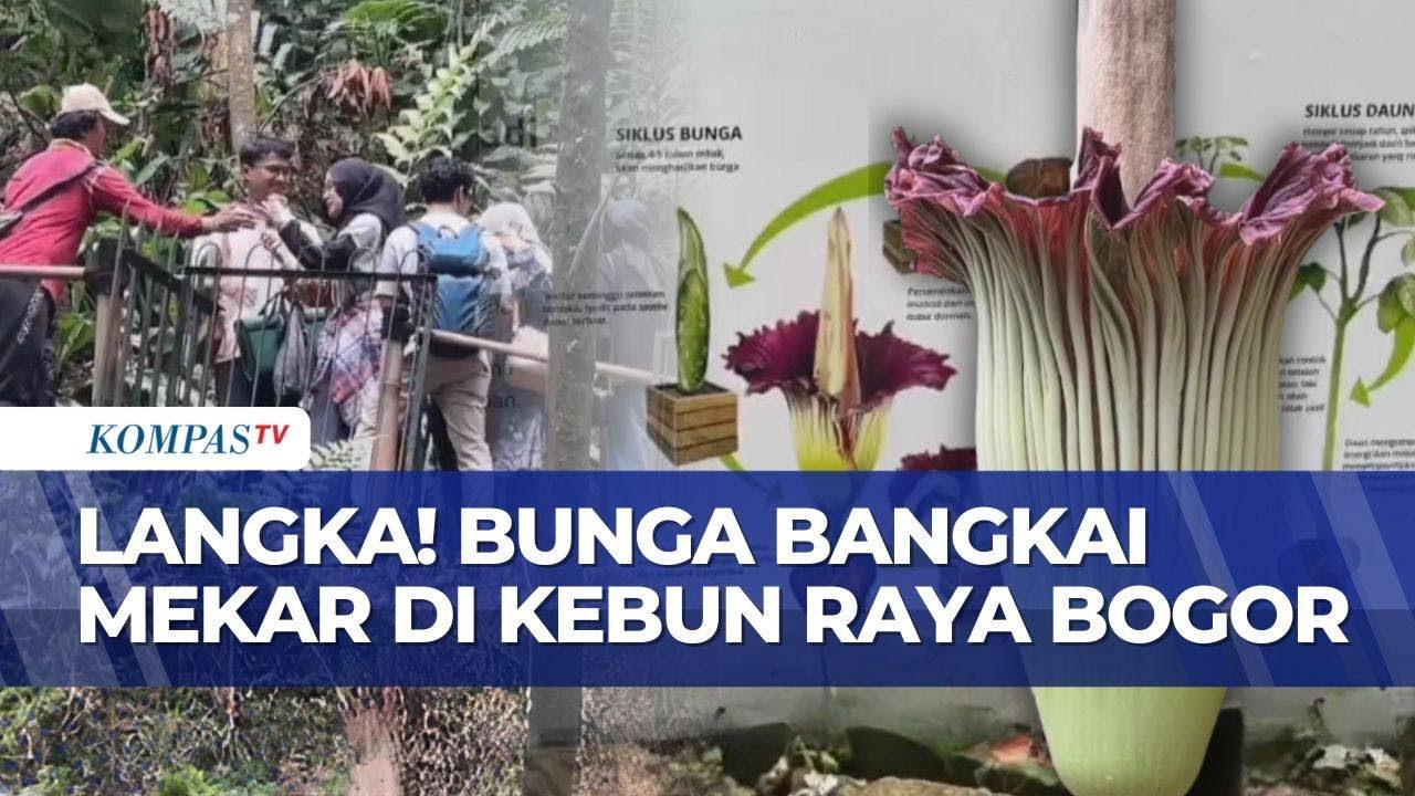 Momen Langka! Bunga Bangkai Mekar di Kebun Raya Bogor Setelah Penantian 12 Tahun | KOMPAS SIANG