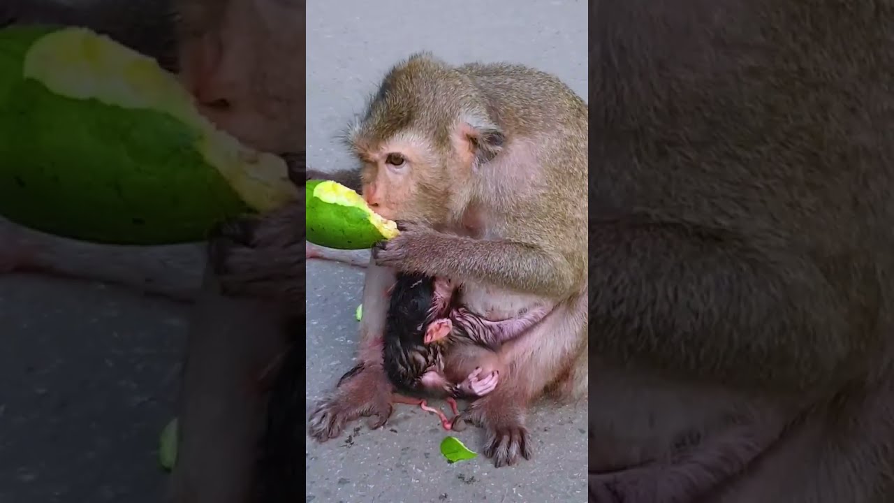 Queen April gave birth successfully!