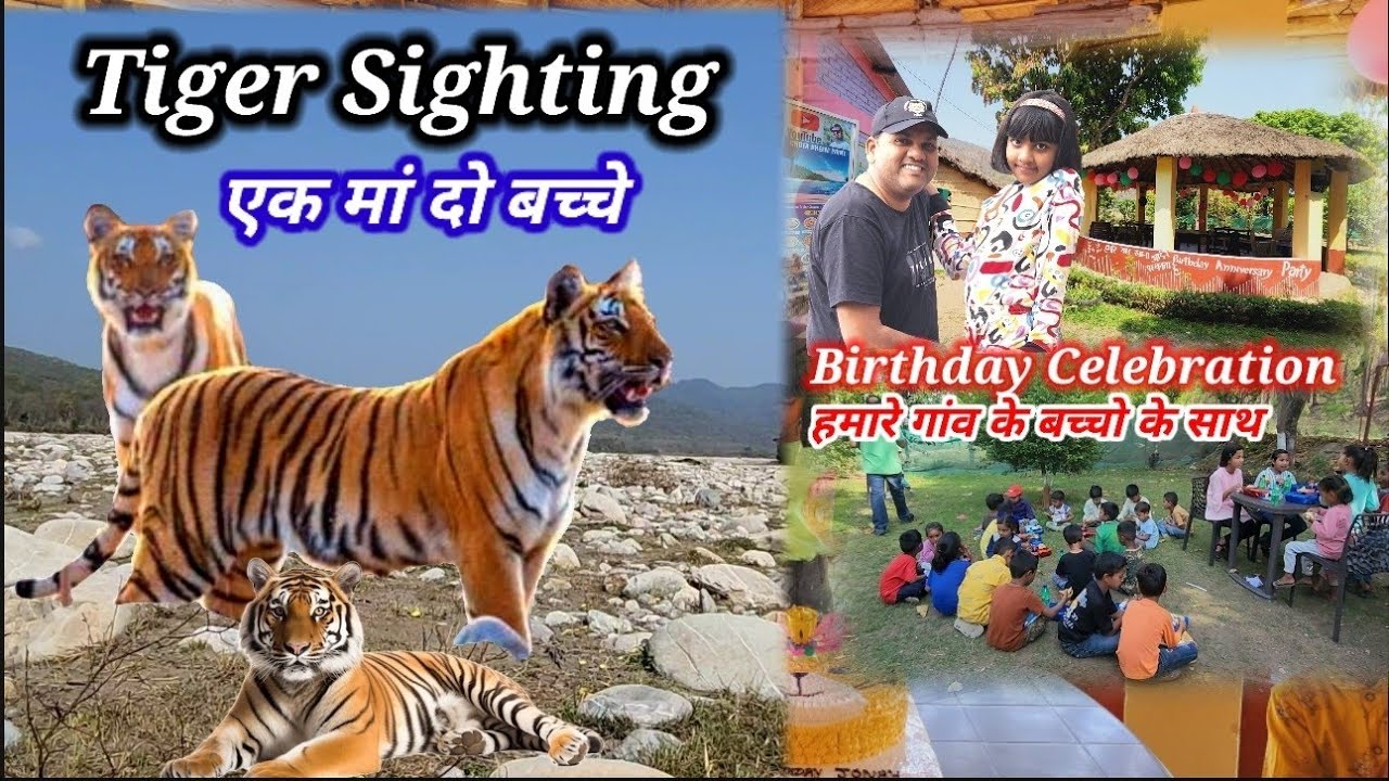 Tiger Sighting एक मां दो बच्चे  @Birthday Celebration With Sunderkhal children's