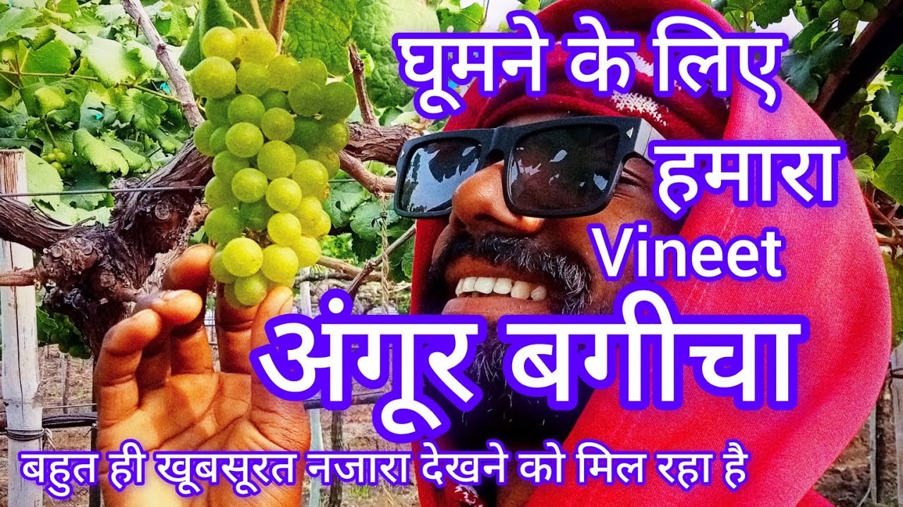 Jabalpur MP me gunna ha to ✅अंगूर का बहुत ही सुंदर बाग में welcome है🍇#farming #viralvideo #fruit 