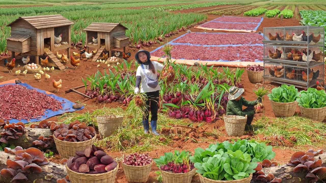 Relax With Harvest: Red Onion Lily, Wood Ear Mushrooms, Choy Sum, Chicken, Build A Pond For Ducks