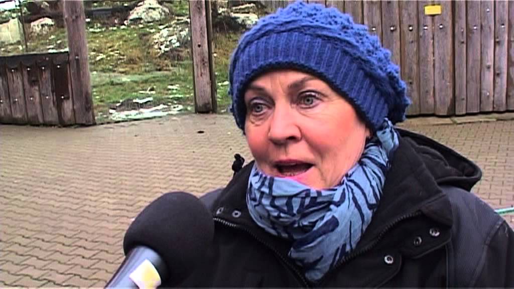 TV Slovácko: Hodonín - Hodonínská ZOO dostala na vánoce tygra