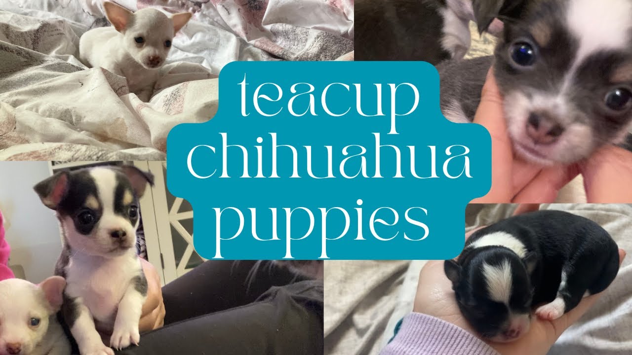 Teacup Chihuahua Puppies growing up// chihuahua puppies playing// Bella’s first litter