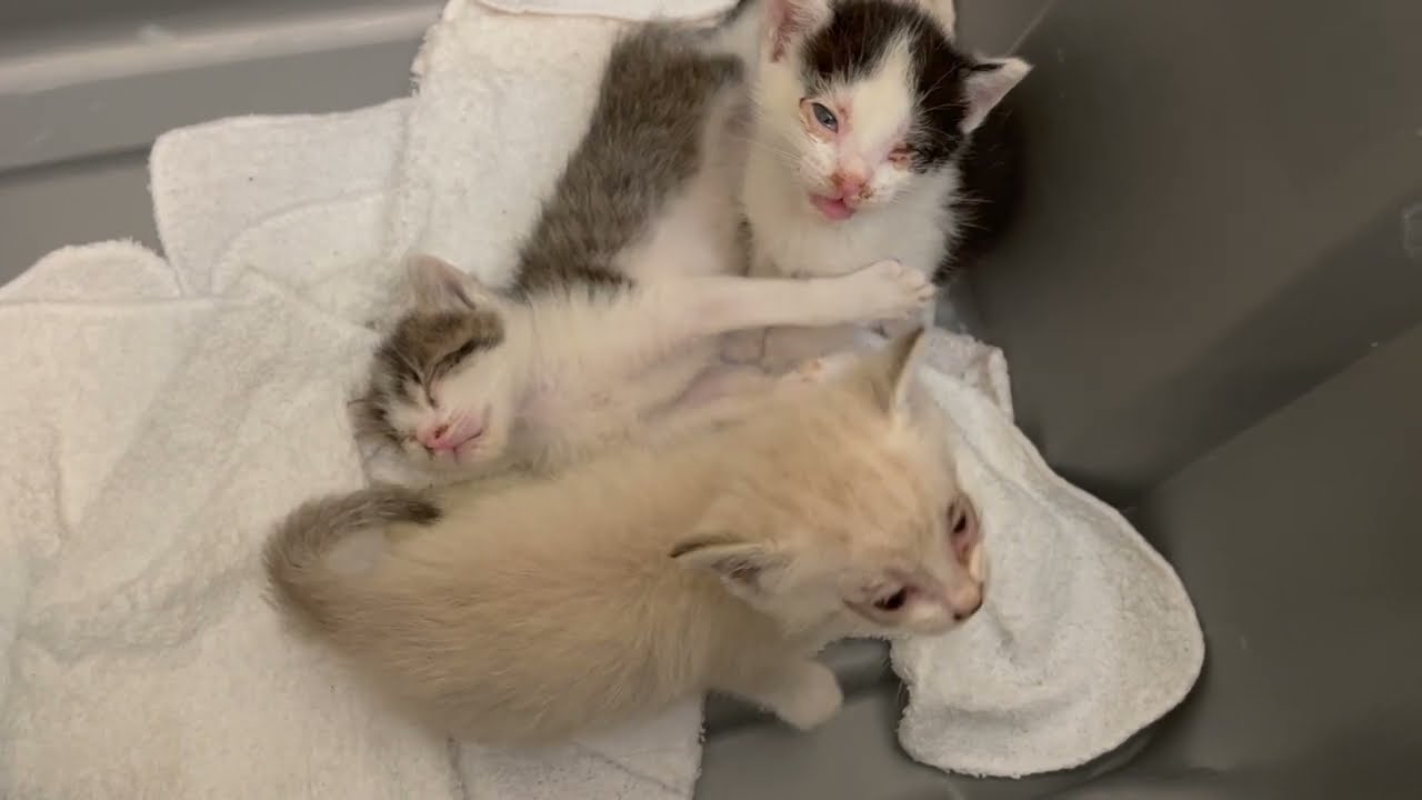 3 Sick Rescue Kittens Have Breakfast. Tiny Kittens Drinking A Bottle