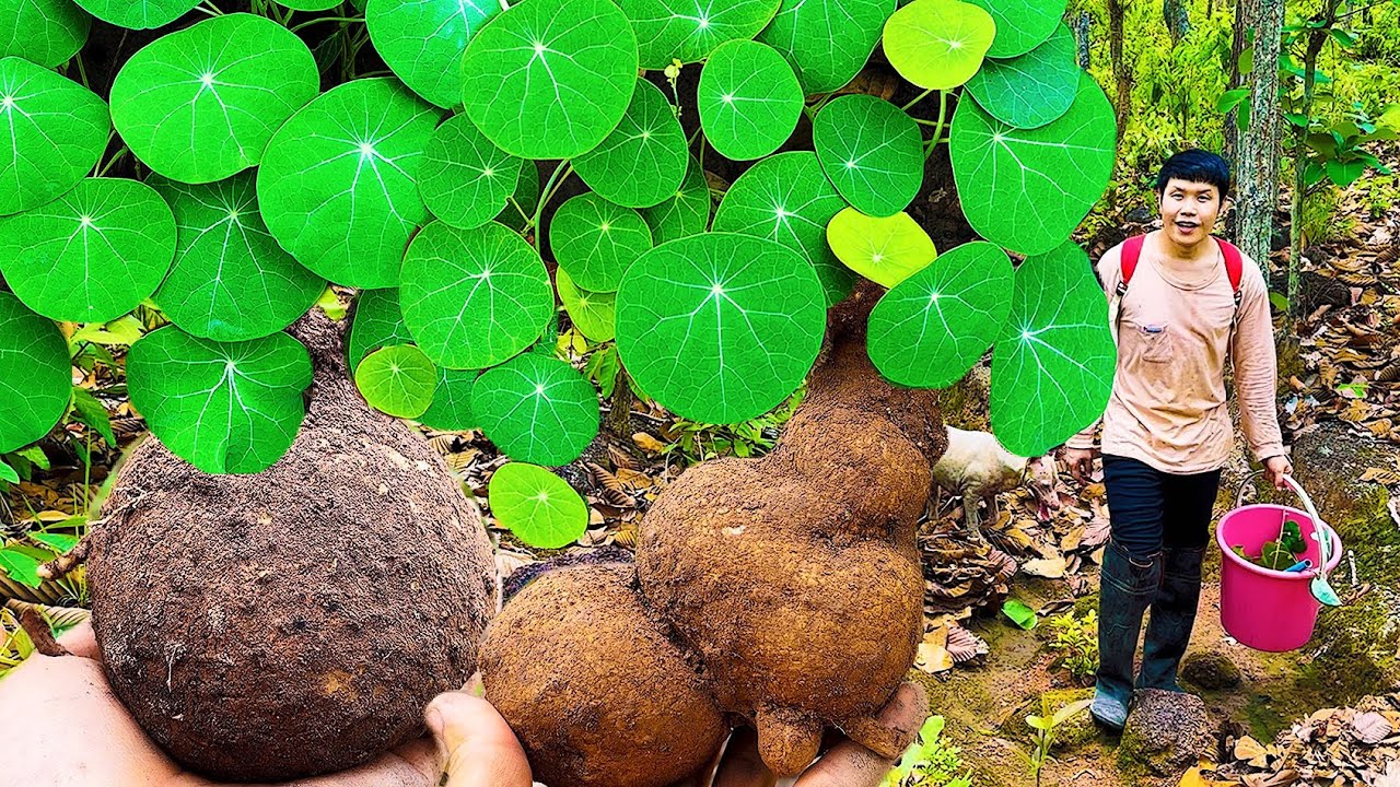 ตามหา บัวบกโขด บัวบกโคก บัวบกป่า บัวบกหัว / Find Stephania erecta in the forest / 在森林中寻找美丽的观赏树木