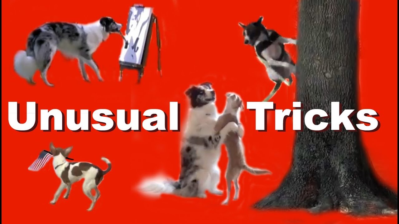 Unusual Dog Tricks