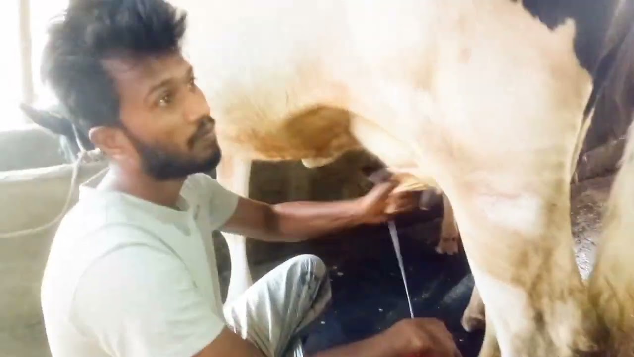 আজ একটু ব্যস্ততার কারণে তাড়াতাড়ি আমাদের গাভী গুলো ছেঁকে নিচ্ছি🐄