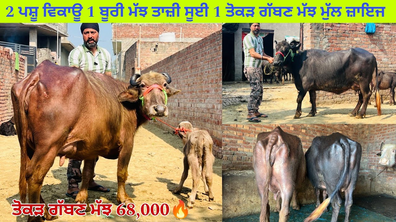 ਗੁਰਲਾਲ ਫ਼ੌਜੀ ਕੋਲ 2 ਪਸ਼ੂ ਵਿਕਾਊ 1 ਬੂਰੀ 1 ਤੋਕੜ ਗੱਬਣ ਮੁੱਲ ਬਿਲਕੁਲ ਜ਼ਾਇਜ ਪਿੰਡ ਬਾਮਨੀਵਾਲਾ ਤਰਨਤਾਰਨ 