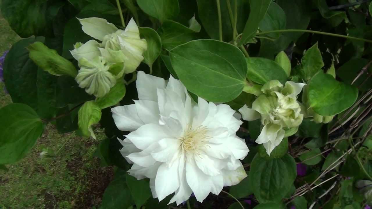 Clematis Garden