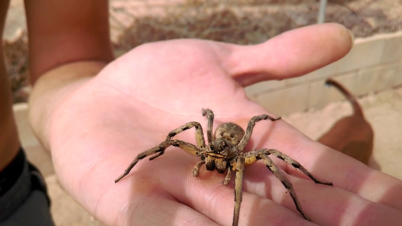 Araña lobo (la tarantula española)