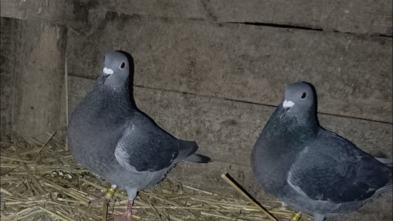 Egy kis beszámolo galambokrol tojasokrol 🕊️