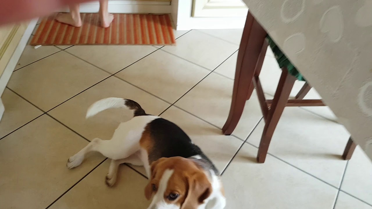 Beagle che abbaia