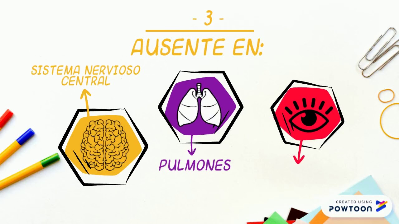 Adipocitos